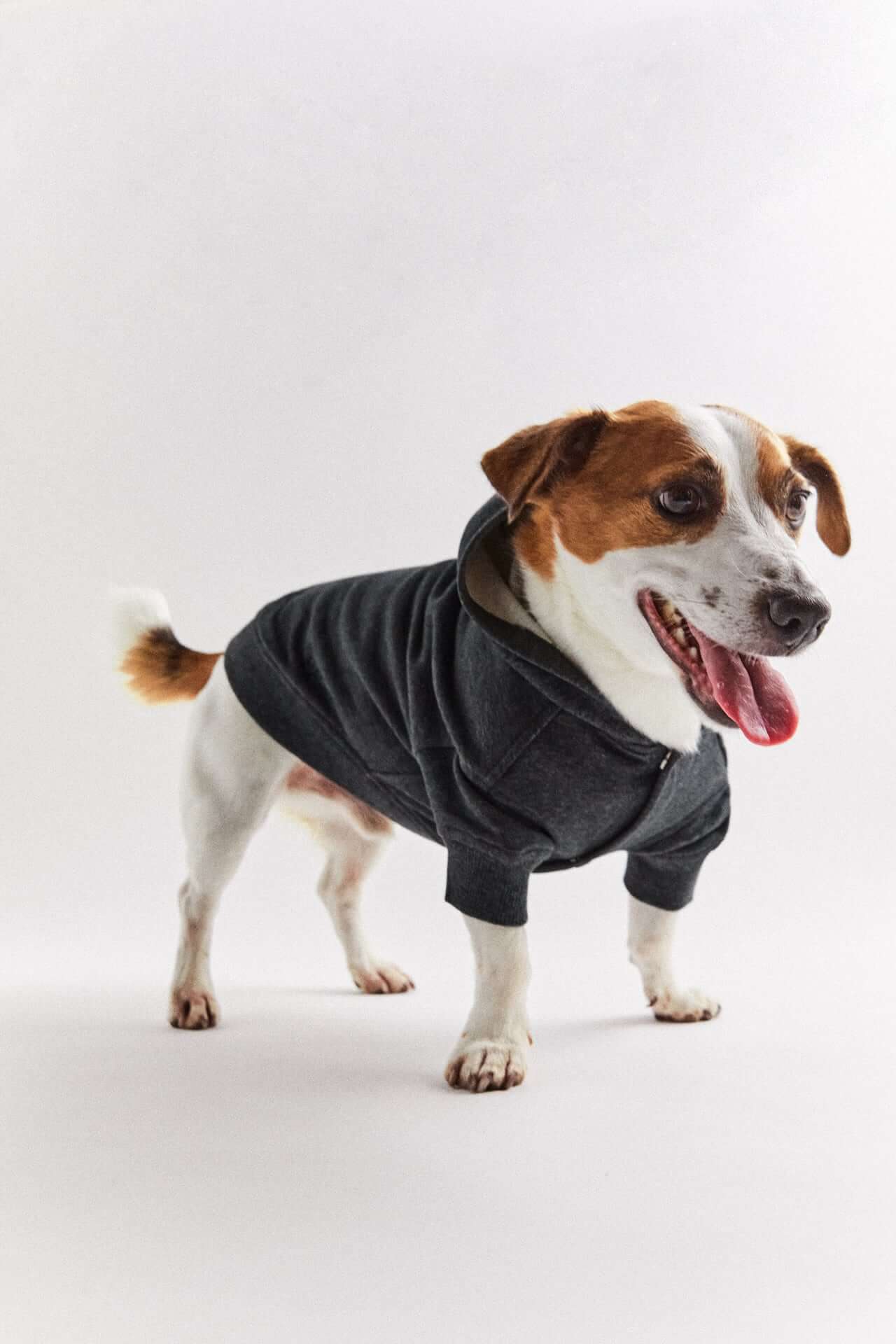 zara pet jacket