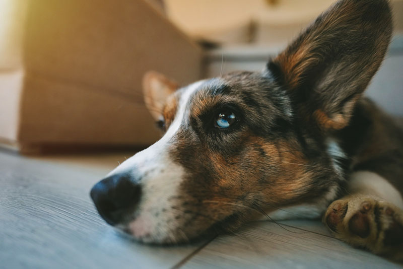 Как лечить сердечную недостаточность у собак – схемы лечения