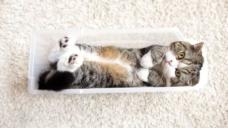 Японский кот Мару попал в Книгу рекордов Гиннесса