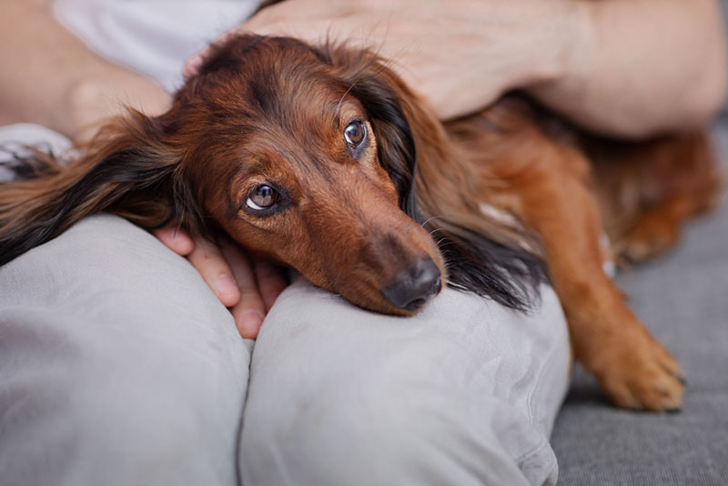 Сердечная недостаточность у собак: симптомы, причины и методы лечения