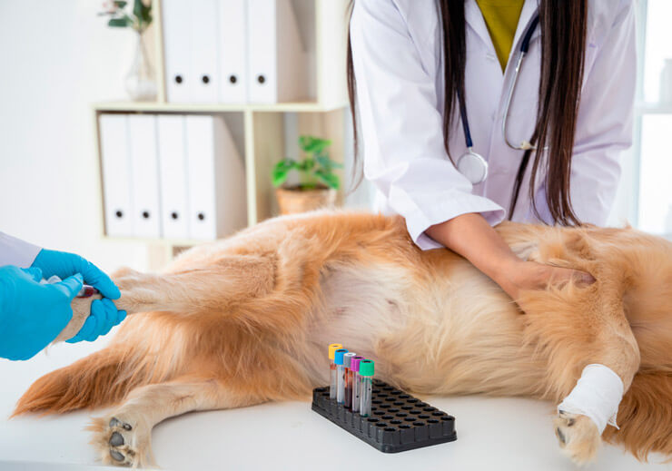 Биохимический и общий анализ крови у собак: расшифровка, нормы и отклонения