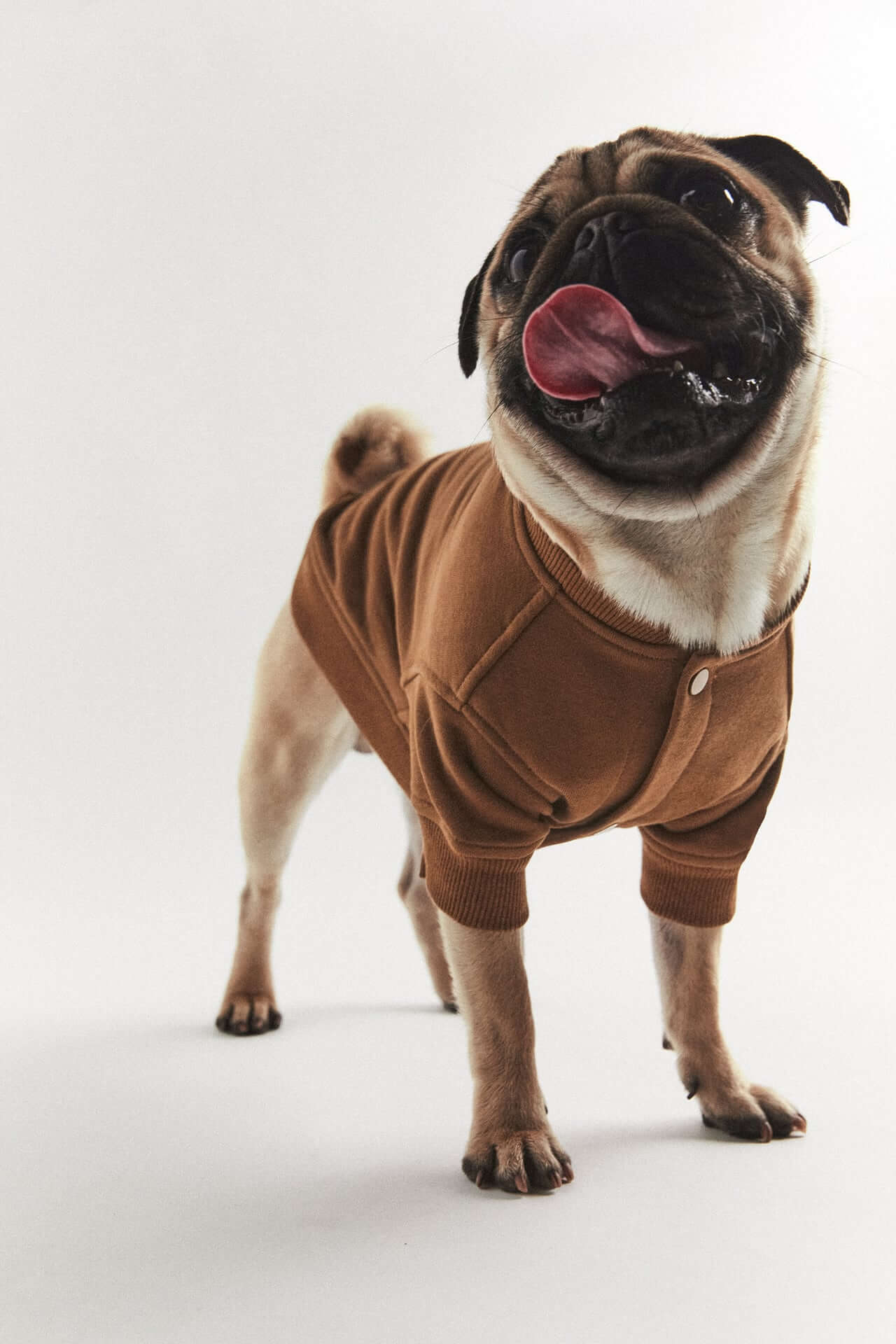 zara pet collection clothes