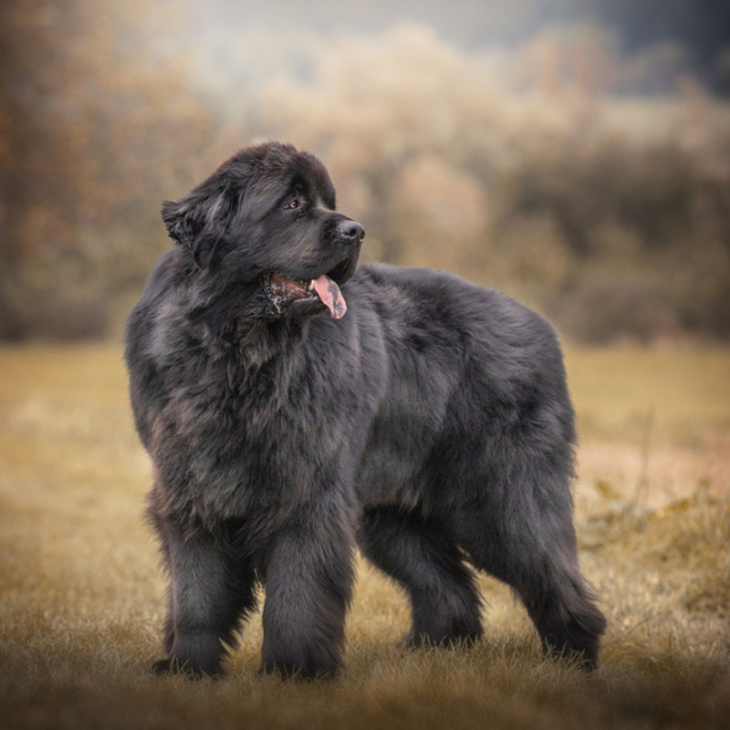 Ньюфаундленд: описание породы, особенности и характеристики собаки