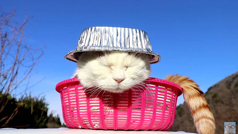 Аудитория полюбила японского кота Широ за его спокойствие