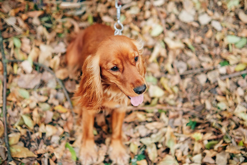 Собаку с экземой нужно выгуливать на поводке