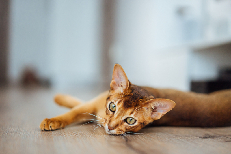 Сколько живут абиссинские кошки?