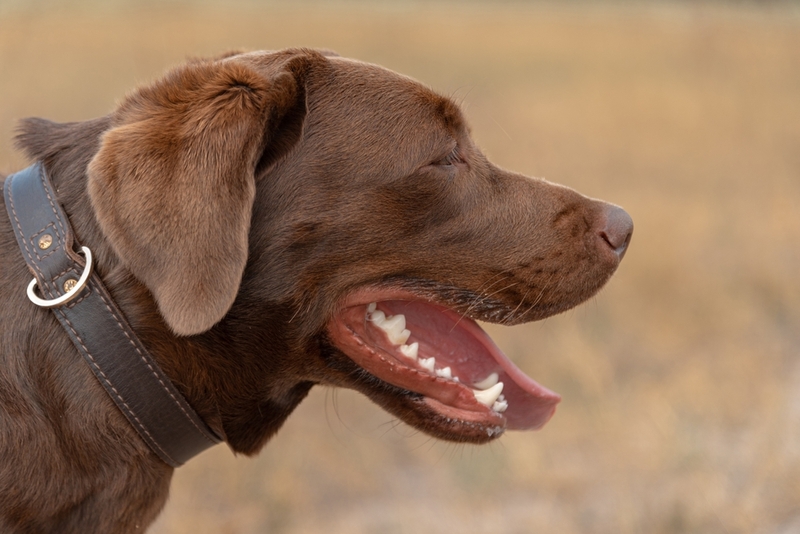 Какой уход нужен шоколадному лабрадору?
