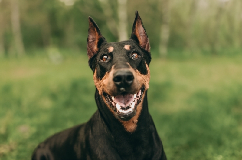 Доберманы относятся к породам молоссов