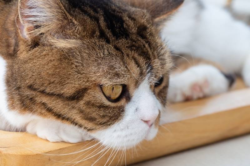 Какой запах не любят кошки – 9 ароматов, которые отпугивают кошачьих