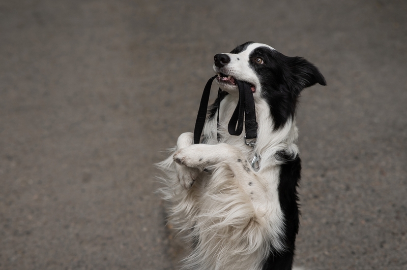 Бордер-колли – порода собак, которая считается отличными поводырями