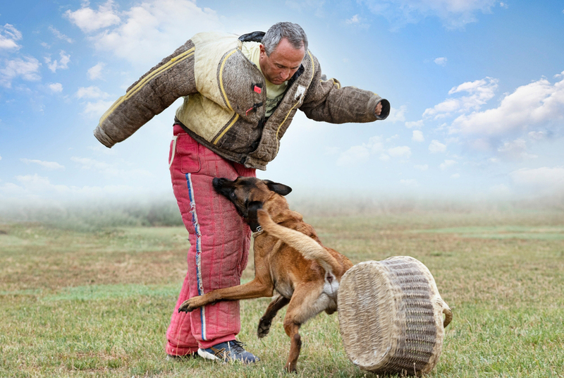 Бельгийский ринг считается древней дисциплиной