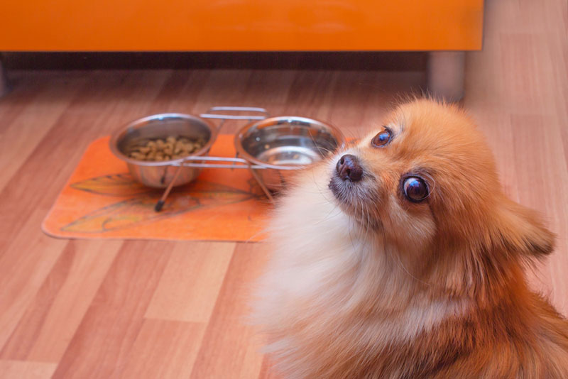 питомец не ест - это может быть симптомом повышенного креатинина у собак