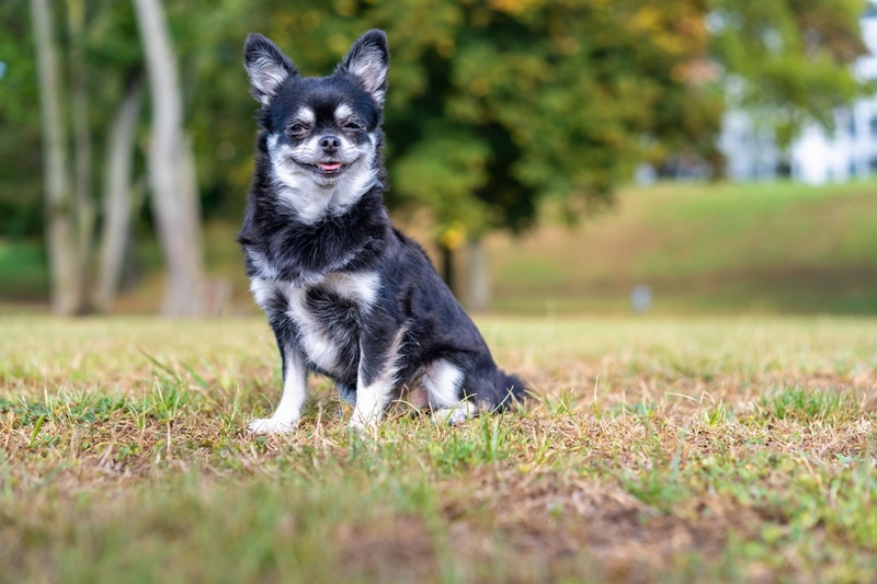 Черная чихуахуа с подпалом