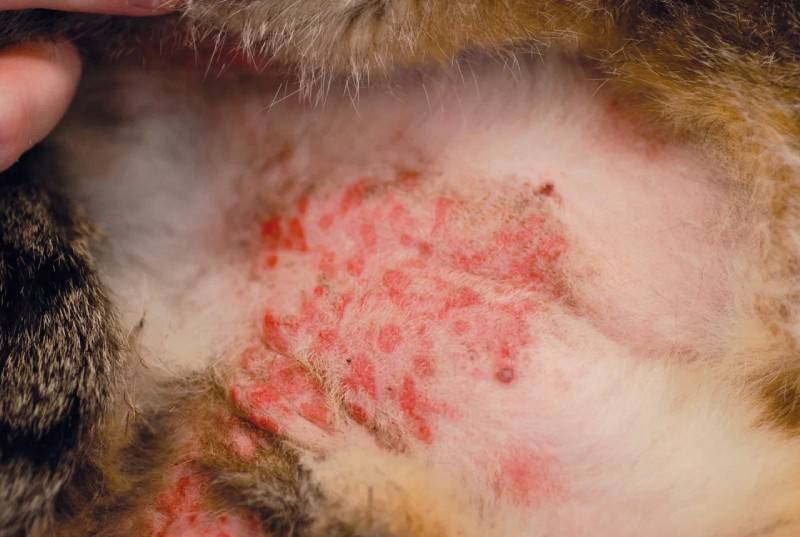 Пищевая аллергия у кошек на корм: как проявляется и чем кормить питомца?