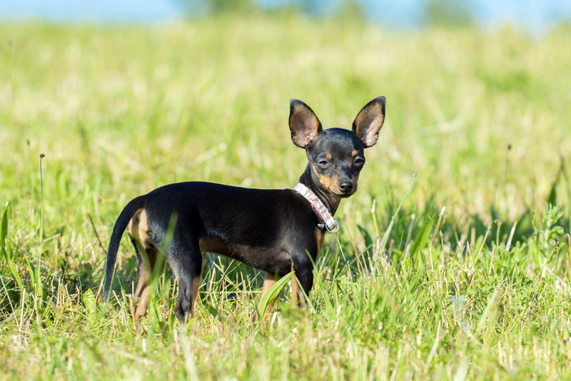 Болезни той-терьеров требуют диагностики