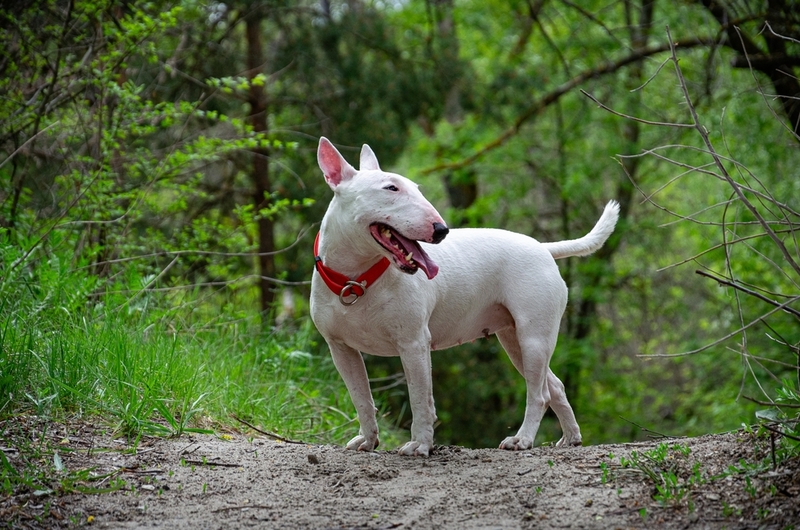 Вес мини-бультерьера растет по месяцам