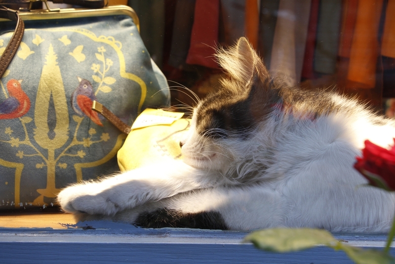 Фото кошки в Турции