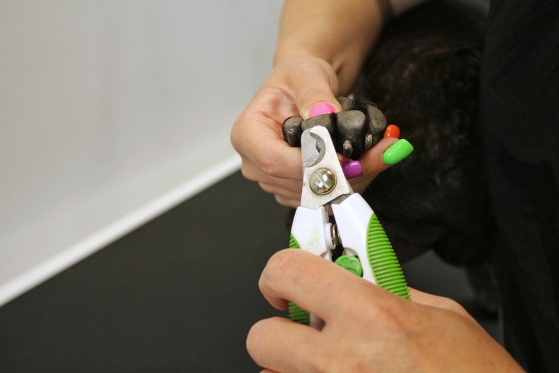 Как ухаживать за когтями французского бульдога?