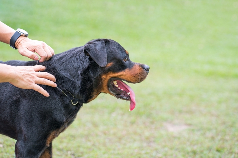 Ротвейлер – молосская собака