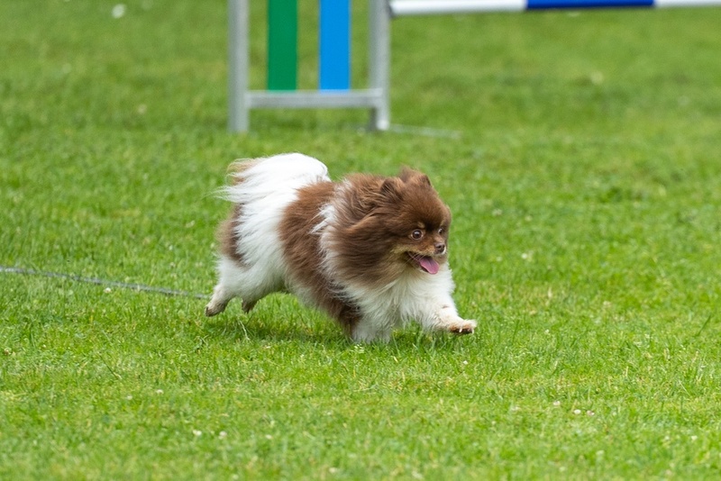 Пол не оказывает влияния на то, сколько весит померанский шпиц
