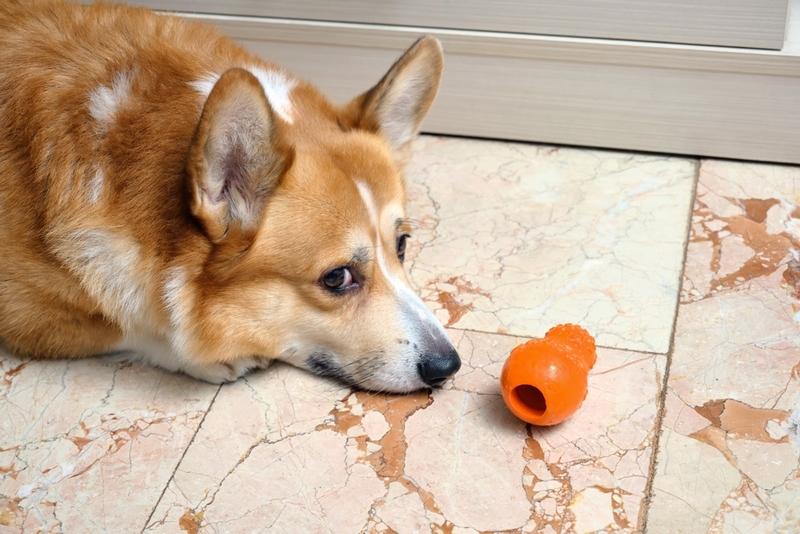 При условии отсутствия запретов корги может демонстрировать злое поведение