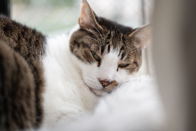 Что такое хламидиоз у кошек?