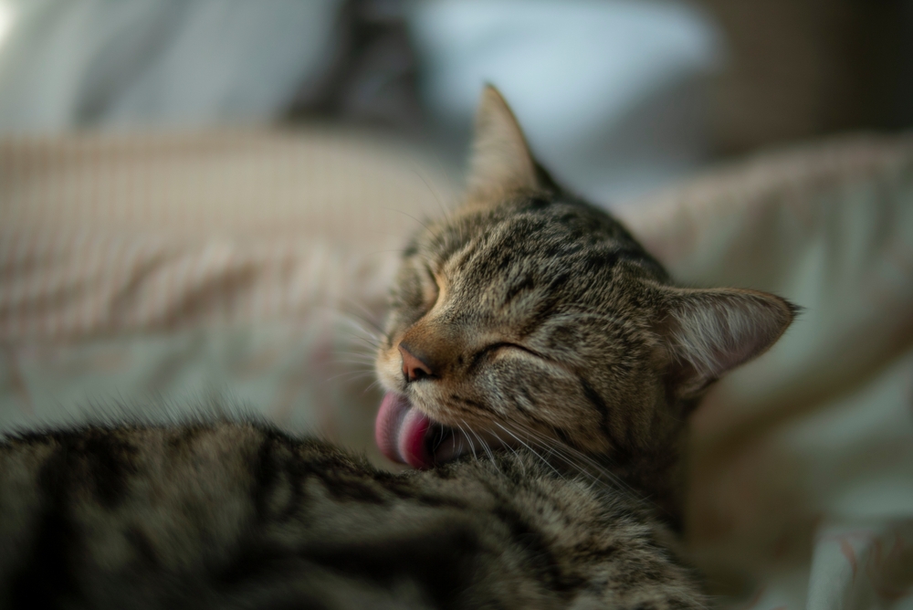 Очищение шерсти – вот зачем кошкам шершавый язык