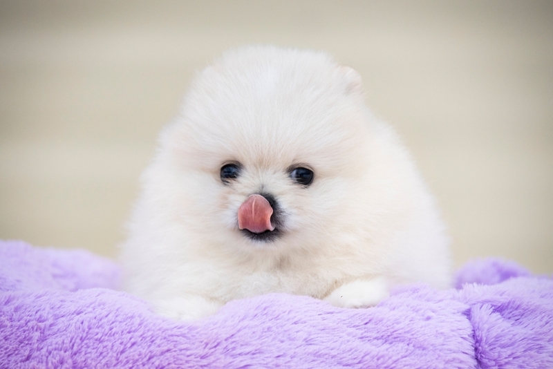 Щенок белого шпица