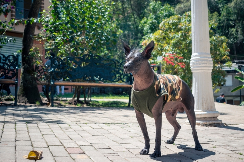 Африканская голая собака – порода, которая не линяет