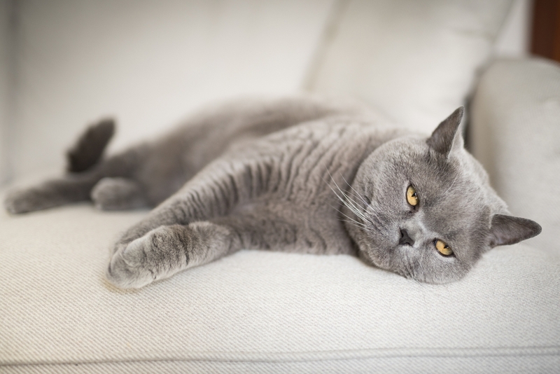 Холецистит у кошек: симптомы и лечение, прогноз, профилактика - полезная информация от экспертов