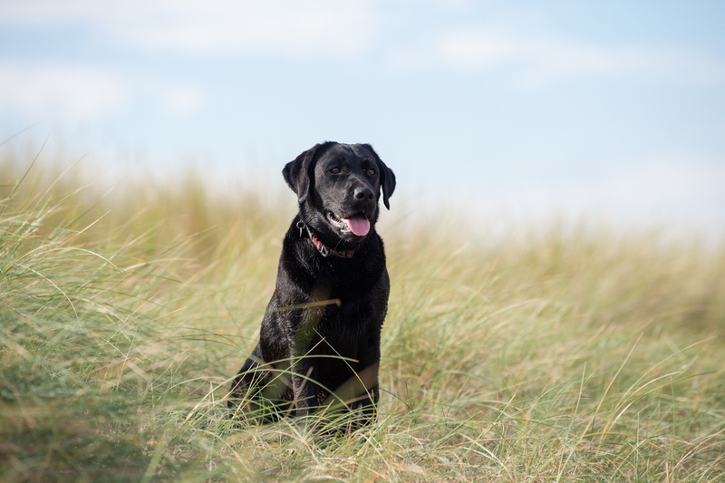 После вязки лабрадору нужен особый уход