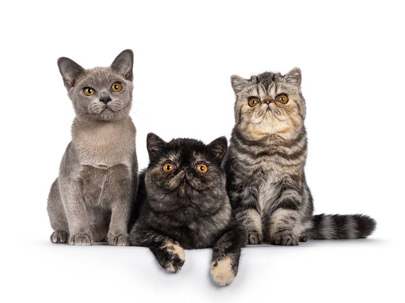 Серые кошки: ТОП-30 пород сереньких котиков с фото и описанием