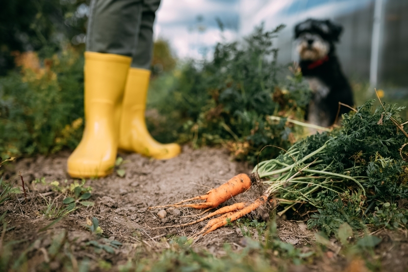 Собаке можно предлагать морковь