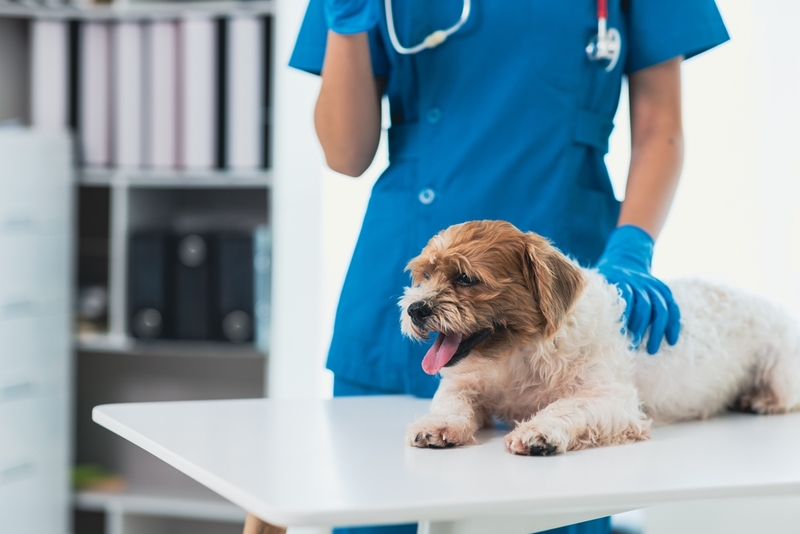 Видов камней у собак несколько