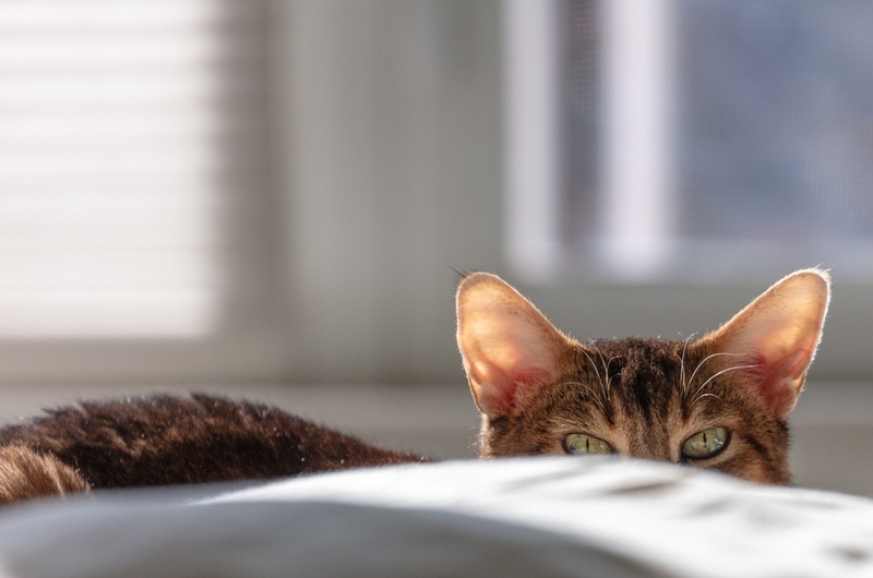 Считают ли абиссинскую кошку гипоаллергенной?