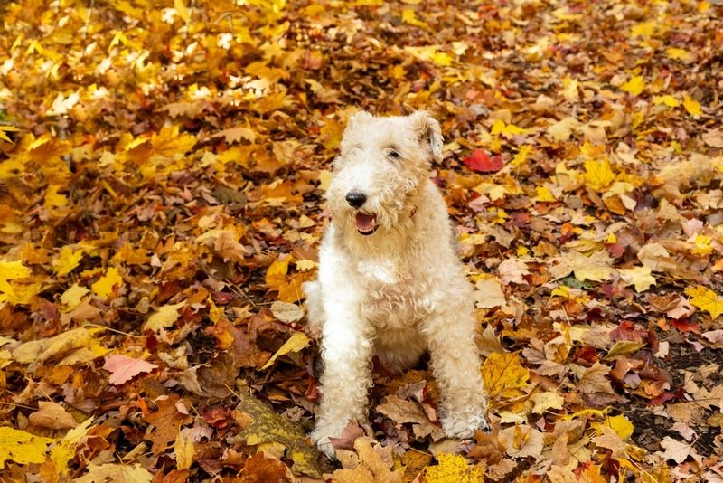 Срок жизни фокстерьера и человека можно сопоставить