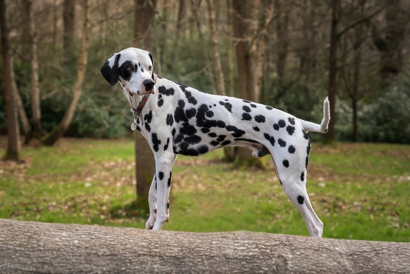 Сколько живут далматины в норме?