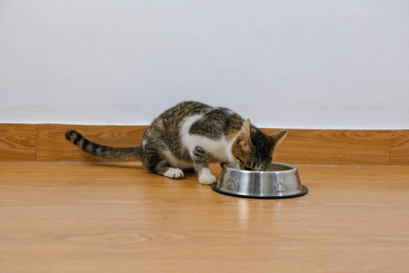 Кастрация станет отличной профилактикой ложной беременности у кошки