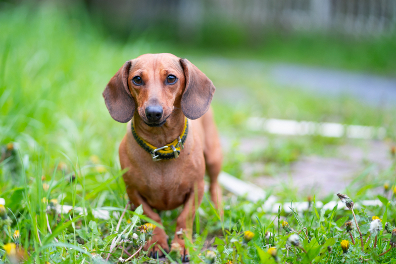Первая течка у такс начинается в период полового созревания