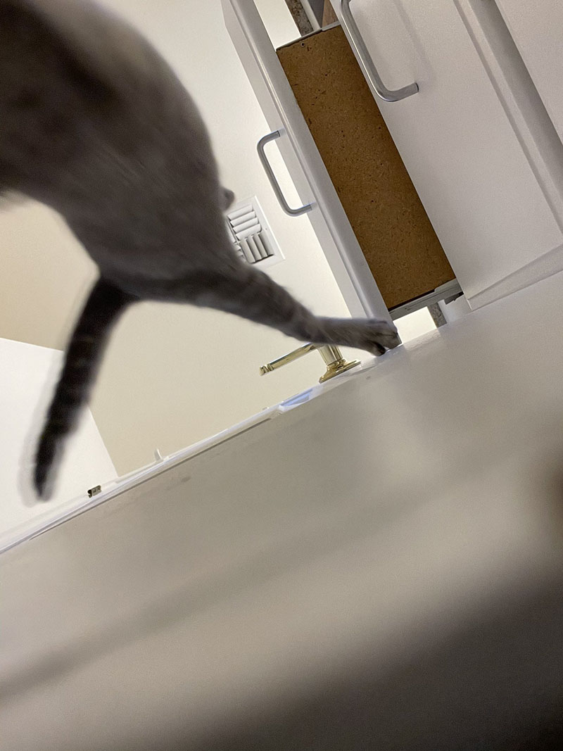 Было похоже, что пушистые очень наслаждались своей шалостью