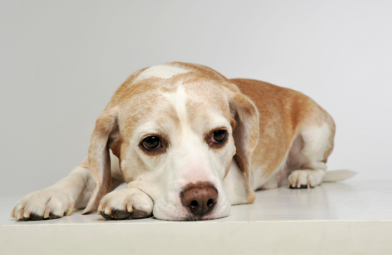 Сирингомиелия довольно опасна для собак