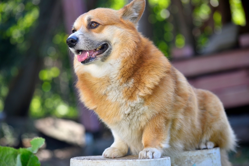 Половая охота может стать причиной злого поведения корги