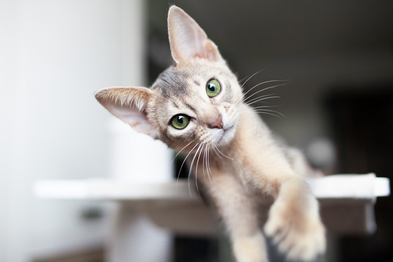 То, сколько весит абиссинская кошка, зависит от питания