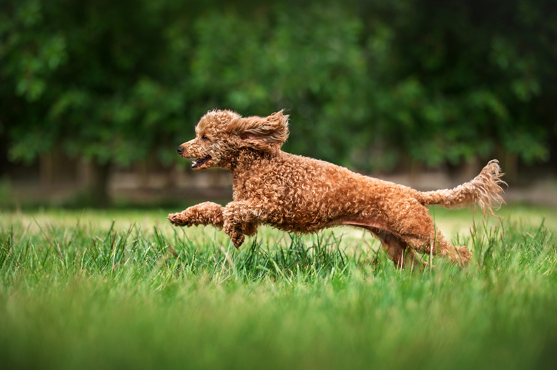 Сколько весит пудель в норме?