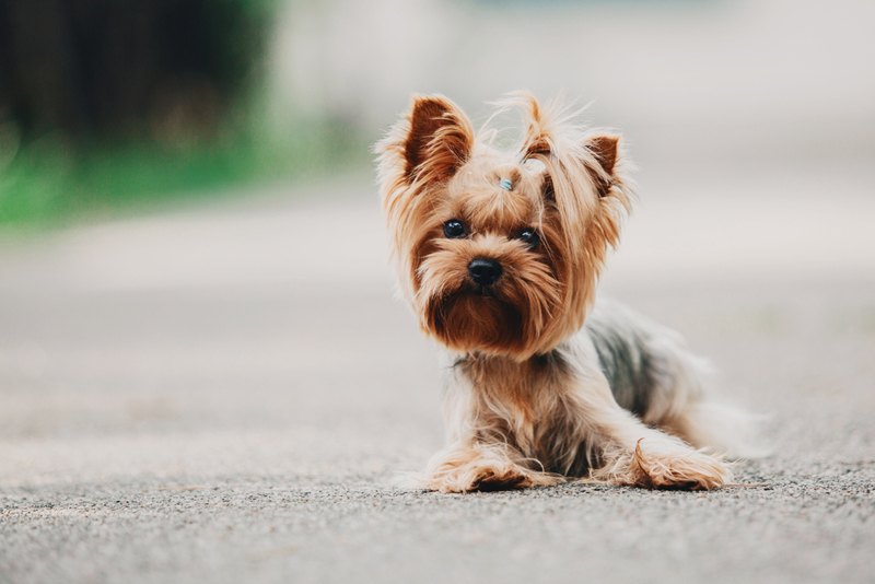 После родов и во время беременности йоркширскому терьеру нужен особый рацион