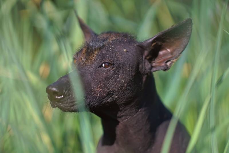 Ксолоитцкуинтли — смешные собаки родом из Мексики