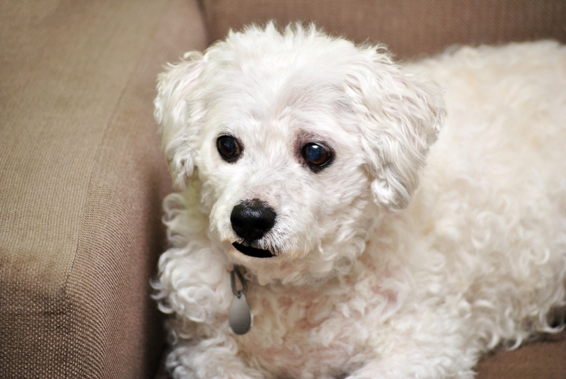 Породы собак из группы болонок имеют общие черты