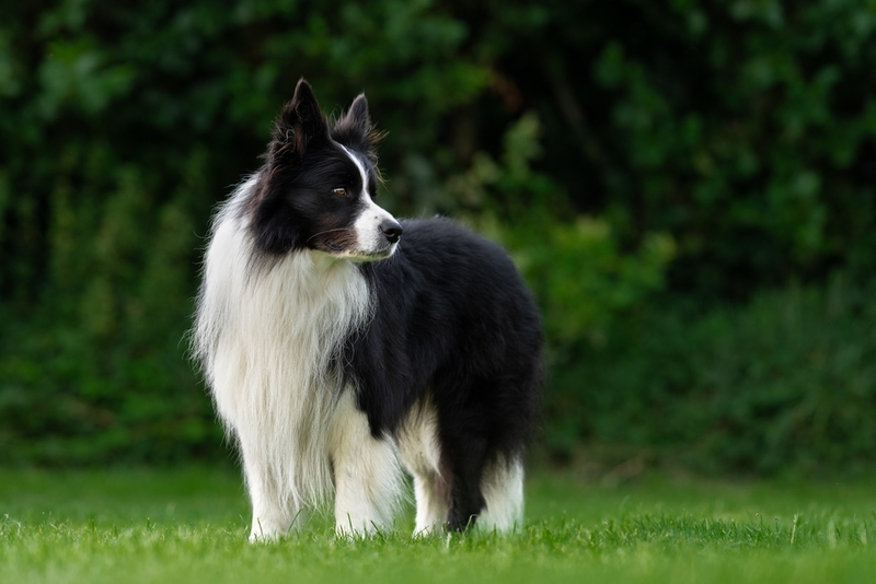 Колли считаются недорогими собаками