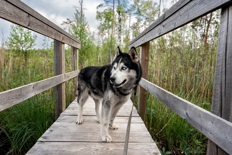 Сибирские хаски — красивые собаки, которые любят трудиться