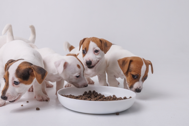 Корм, подобранный для собаки, в первую очередь должен соответствовать возрасту